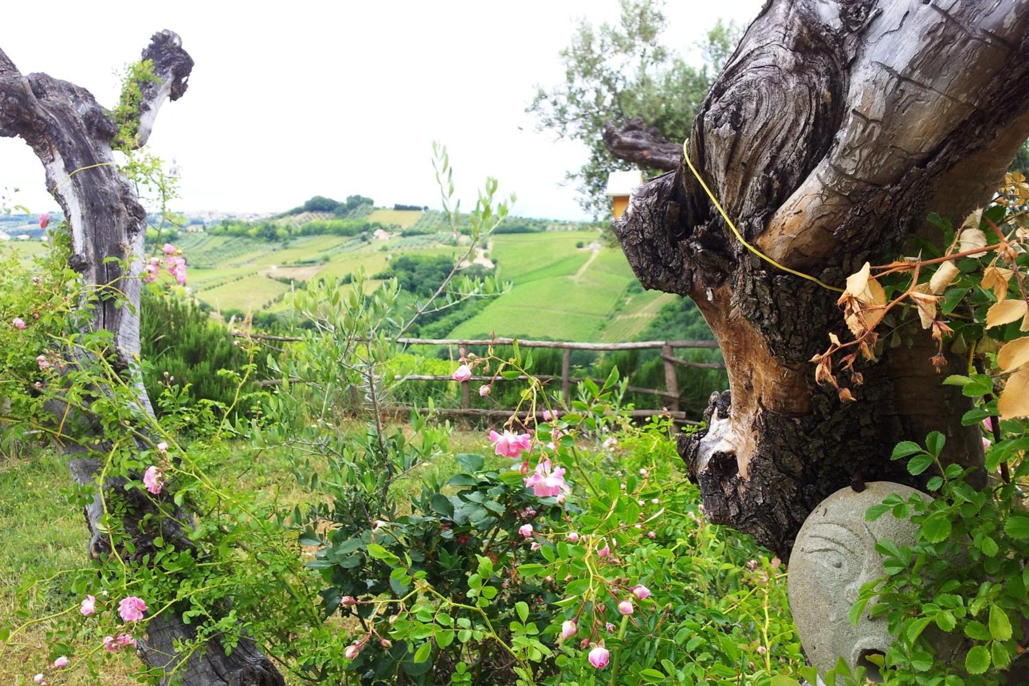 Agriturismo Campoletizia Miglianico Eksteriør billede