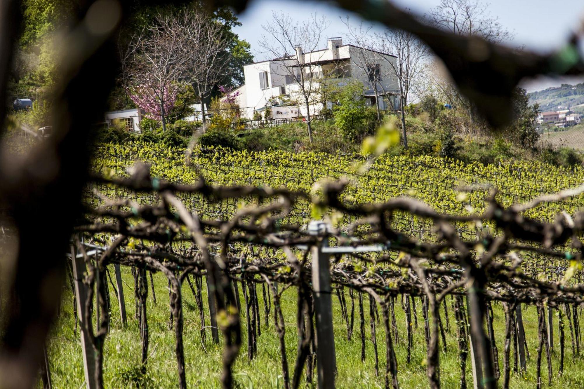 Agriturismo Campoletizia Miglianico Eksteriør billede